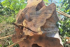 Một thân cây lớn bị cưa hạ còn nằm lại tại hiện trường vụ phá rừng ở huyện Ia H'Drai, tỉnh Kon Tum. (Ảnh: Báo Tuổi trẻ)