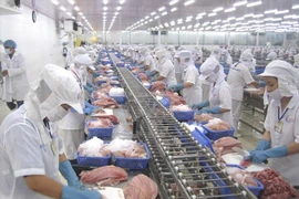 Chế biến thủy sản để xuất khẩu. (Ảnh: PV/Vietnam+)