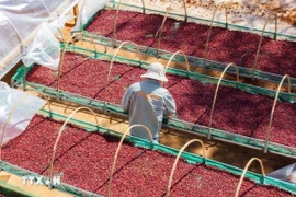 Càphê Gia Lai được trồng và chăm sóc theo hướng canh tác hữu cơ thuận tự nhiên, kiểm soát chặt chẽ từ khâu thu hái đến chế biến. (Ảnh: Hoài Nam/TTXVN)