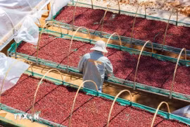 Càphê Gia Lai được trồng và chăm sóc theo hướng canh tác hữu cơ thuận tự nhiên, kiểm soát chặt chẽ từ khâu thu hái đến chế biến. (Ảnh: Hoài Nam/TTXVN)