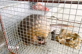 Cá thể tê tê Đồn Biên phòng Ngọc Lâm (Bộ đội Biên phòng tỉnh Nghệ An) và Công an xã Sơn Lâm tiếp nhận do người dân địa phương giao nộp trong ngày 11/5/2026. (Ảnh: TTXVN)