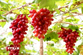 Giống nho NH01-152 trồng theo mô hình nông nghiệp công nghệ cao tại Hợp tác xã dịch vụ tổng hợp nông nghiệp Thái An. (Ảnh: Nguyễn Thành/TTXVN)