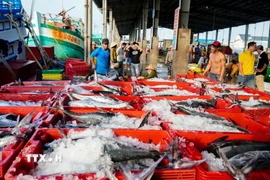 Sự thuận lợi của thời tiết và nguồn lợi hải sản dồi dào đã giúp nhiều chủ tàu tại tỉnh Cà Mau thu về lợi nhuận khủng trong dịp cuối năm. (Ảnh: Huỳnh Anh/TTXVN)