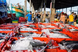 Sự thuận lợi của thời tiết và nguồn lợi hải sản dồi dào đã giúp nhiều chủ tàu tại tỉnh Cà Mau thu về lợi nhuận khủng trong dịp cuối năm. (Ảnh: Huỳnh Anh/TTXVN)