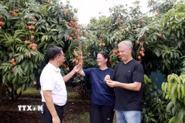 Du khách tham quan và thưởng thức vải tại vườn. (Ảnh: Đồng Thúy/TTXVN)