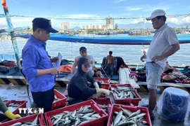 Nhân viên Đội điều hành cảng cá Thọ Quang kiểm tra sản lượng đánh bắt của tàu cá khi cập cảng. (Ảnh: Đỗ Trưởng/TTXVN)