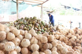 Nông dân lột vỏ dừa. (Ảnh: Công Trí/TTXVN)