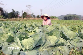 Người dân Vị Xuyên (Tuyên Quang) ra đồng, chăm sóc những ruộng rau phục vụ đời sống. (Ảnh: Đức Thọ/TTXVN)