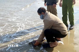 Cá thể rùa biển được thả về môi trường tự nhiên. (Ảnh: TTXVN phát)