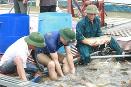 Các nông dân trong Hợp tác xã thu hoạch cá. (Ảnh: Thái Hùng/TTXVN)