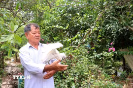 Ông Lê Văn Chìa (xã Trà Côn, tỉnh Vĩnh Long) chăm sóc các cá thể chim, cò bị thương. (Ảnh: Lê Thúy Hằng/TTXVN)