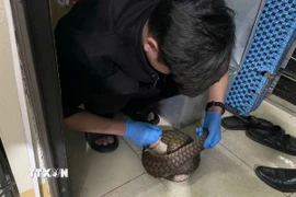Một cá thể tê tê Java được giải cứu kịp thời. (Ảnh: TTXVN phát)