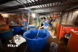 Xưởng ngâm ốc bằng hóa chất dùng trong xây dựng để bán ra thị trường có quy mô đặc biệt lớn. (Ảnh: TTXVN phát)