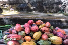 Tại vùng Tây Nguyên hiện có 7 giống cacao chính đang được canh tác. (Ảnh: Kha Phạm/TTXVN)
