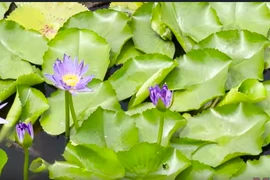 Thái Lan nâng cao du lịch bền vững với Chương trình xếp hạng STGs STAR