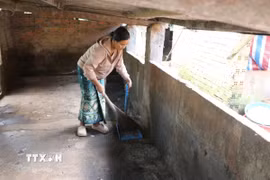 Đợt dịch vừa qua, gia đình chị Niê Ayua Nga, xã Ea Phê, tỉnh Đắk Lắk có 40 con lợn nuôi được khoảng 3,5 tháng bị chết do dịch tả lợn châu Phi. (Ảnh: Nguyên Dung/TTXVN)