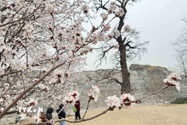 Trung Quốc: Chiêm ngưỡng hoa Xuân khoe sắc tại Bắc Kinh