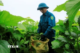 Gia đình ông Nguyễn Đức Minh, thôn Lan Đình, xã Thành Thịnh đầu tư trồng giống dâu lai đạt sản lượng trên 30 tấn/ha. (Ảnh: Tiến Khánh/TTXVN)