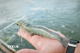Theo kết quả thống kê, mô hình đã cho tỷ lệ tôm nuôi đạt gần 80%, năng suất khoảng 45 tấn/ha/vụ. (Ảnh: Huỳnh Anh/TTXVN) 
