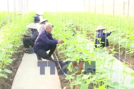 Vượt qua thất bại, trở thành mô hình nông nghiệp kiểu mẫu