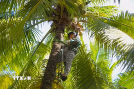 Chủ vườn dừa Tân Lộc hái trái cho du khách thưởng thức khi đến tham quan vườn. (Ảnh: Nguyễn Hằng/TTXVN)
