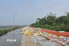 Gia cố đê tại Bắc Ninh. (Ảnh: TTXVN phát)