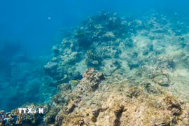 San hô tại rạn san hô Great Barrier ở Queensland, Australia. (Ảnh minh họa: THX/TTXVN)
