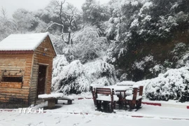 Tuyết rơi dày tạo nên cảnh đẹp như tranh vẽ. (Ảnh: Mạnh Hùng/TTXVN)