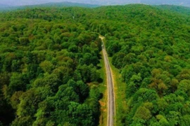 Rừng cổ Hyrcanian. (Nguồn: rferl)