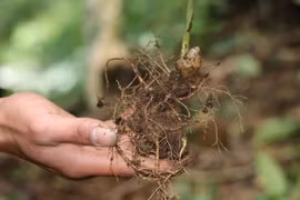 Sâm Ngọc Linh. (Ảnh: Cao Nguyên/TTXVN)