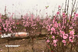 Hoa đào khoe sắc tại vườn Đào Nhật Tân, Hà Nội. (Ảnh: Thái Hà/Vietnam+)
