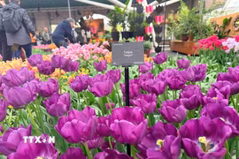 Hoa tulip - “sứ giả mùa Xuân” thúc đẩy kinh tế và du lịch Hà Lan