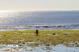Cánh đồng rong biển ở thôn Từ Thiện, xã Phước Dinh (huyện Thuận Nam, tỉnh Ninh Thuận cũ, nay thuộc Khánh Hòa). (Ảnh: Nguyễn Thành/TTXVN)