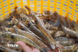 Nắm bắt cơ hội mở rộng thêm thị trường mới cho tôm Việt Nam. (Ảnh: TTXVN phát)