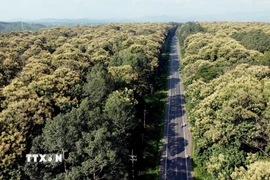 Vào tháng 8 hàng năm, cây Giá Tỵ (cây Báng Súng) nở rộ hoa, tạo nên cánh rừng hoa bạt ngàn trải dài dọc tuyến Quốc lộ 20. (Ảnh: Sỹ Tuyên/TTXVN)