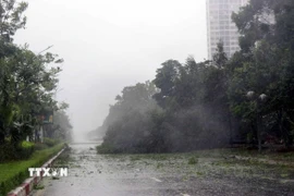 Hà Tĩnh: Hàng loạt nhà tốc mái, cây gãy đổ do ảnh hưởng của bão số 5