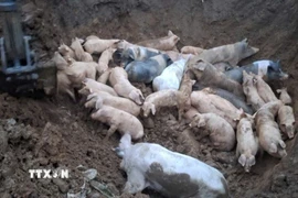 Quảng Ninh đã kiểm soát dịch tả lợn châu Phi sau hơn 1,5 tháng, với các biện pháp phòng chống và tiêm phòng vaccine đạt hiệu quả cao. (TTXVN phát) 