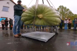 Ba Lan: Ấn tượng quả bí ngô nặng kỷ lục tới 546 kg 