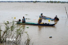 Nước lũ rút là thời điểm đánh bắt thủy sản nhộn nhịp của người dân ở khu vực đầu nguồn tỉnh Đồng Tháp. (Ảnh: Nhựt An/TTXVN)