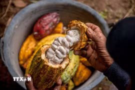 Nông dân thu hoạch quả cacao tại Yogyakarta, Indonesia. (Ảnh: THX/TTXVN)