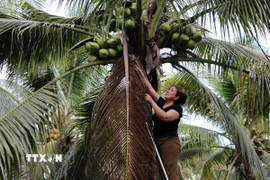 Tại Vĩnh Long, cây dừa tạo sinh kế ổn định cho gần 270.000 hộ dân trên địa bàn tỉnh. (Ảnh: Thanh Hòa/TTXVN)