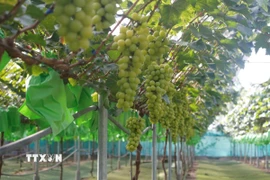 Những chùm nho hữu cơ trĩu quả của Hợp tác xã Nông nghiệp Thịnh Hồng, xã Đông Lộc cho năng suất cao. (Ảnh: Bích Huệ/TTXVN)