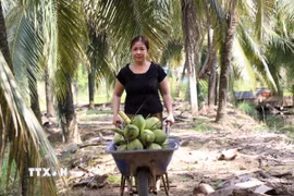 Bà Trần Thị Ngọc Mai, ấp Vĩnh Yên, phường Long Đức thu hoạch dừa. (Ảnh: Thanh Hòa/TTXVN) 