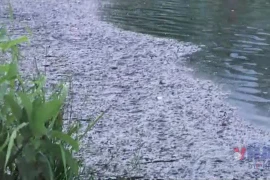 Lai Châu: Hồ lắng Thủy Sơn kêu cứu vì ô nhiễm trầm trọng