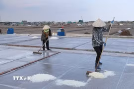 Người dân xã Giao Bình, tỉnh Ninh Bình thu hoạch muối. (Ảnh: Công Luật/TTXVN)