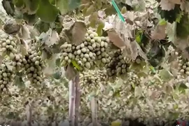 Mưa lũ khiến nhiều vườn nho, táo ở Khánh Hòa thiệt hại nặng nề