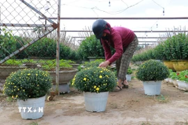 Người dân ở làng An Lạc, phường Đông Hà, tỉnh Quảng Trị chăm sóc hoa phục vụ nhu cầu Tết. (Ảnh: Tường Vi/TTXVN)