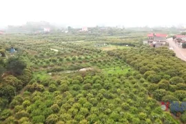 Hải Dương mùa vải chín: Chuẩn bị cho lễ mở cửa vườn năm 2025