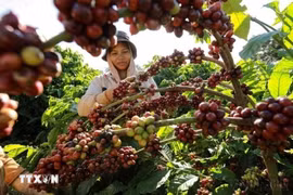 Thu hoạch càphê. (Ảnh: Vũ Sinh/TTXVN)