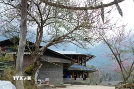 Hoa đào khoe sắc tại các homestay ở Sin Suối Hồ. (Ảnh: Nguyễn Oanh/TTXVN)